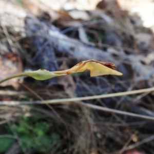 Diplodium ampliatum at Cook, ACT - suppressed