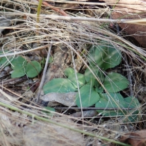 Diplodium ampliatum at Cook, ACT - suppressed