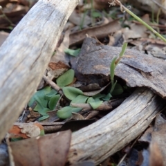 Diplodium truncatum (Little Dumpies, Brittle Greenhood) at Mount Painter - 25 Mar 2022 by CathB