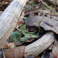 Unidentified Orchid (TBC) at Cook, ACT - 25 Mar 2022 by CathB