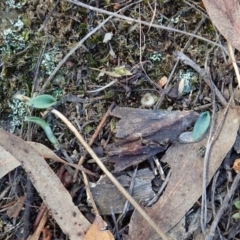 Glossodia major (Wax Lip Orchid) at Cook, ACT - 25 Mar 2022 by CathB