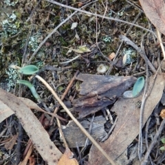 Glossodia major (Wax Lip Orchid) at Cook, ACT - 25 Mar 2022 by CathB