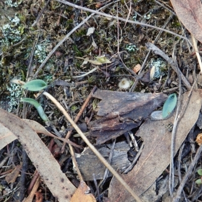 Glossodia major (Wax Lip Orchid) at Mount Painter - 25 Mar 2022 by CathB