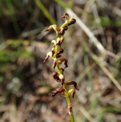 Corunastylis clivicola (Rufous midge orchid) at Mount Painter - 26 Mar 2022 by CathB