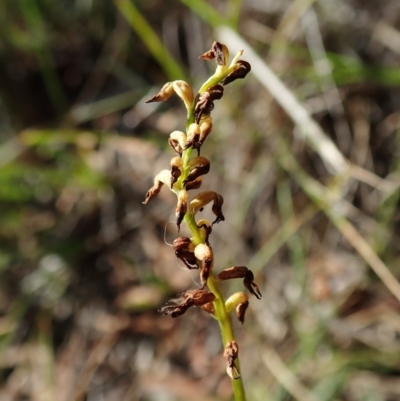 Corunastylis clivicola (Rufous midge orchid) at Mount Painter - 26 Mar 2022 by CathB