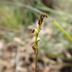 Corunastylis clivicola at Cook, ACT - 26 Mar 2022