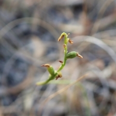 Corunastylis clivicola (Rufous midge orchid) at Mount Painter - 25 Mar 2022 by CathB