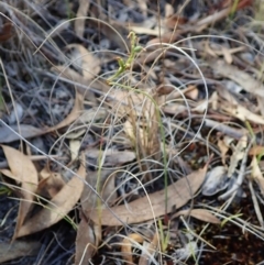 Corunastylis clivicola at Cook, ACT - suppressed