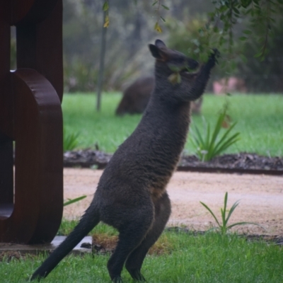 Wallabia bicolor (Swamp Wallaby) at Majors Creek, NSW - 26 Mar 2020 by LyndalT