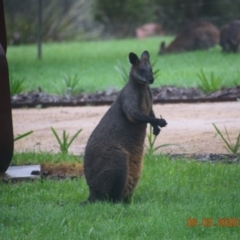 Wallabia bicolor at Majors Creek, NSW - 26 Mar 2020