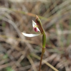 Eriochilus cucullatus (Parson's Bands) at Cook, ACT - 25 Mar 2022 by CathB