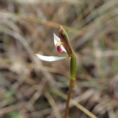 Eriochilus cucullatus (Parson's Bands) at Cook, ACT - 25 Mar 2022 by CathB