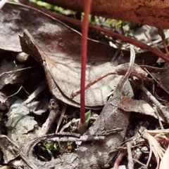 Eriochilus cucullatus at Cook, ACT - 25 Mar 2022