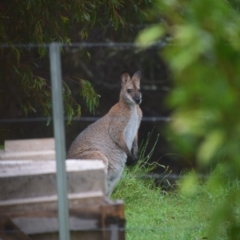 Notamacropus rufogriseus (Red-necked Wallaby) at Majors Creek, NSW - 26 Mar 2020 by LyndalT