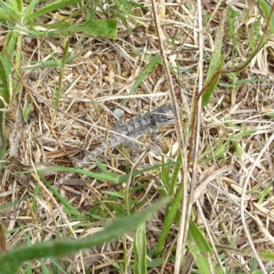 Amphibolurus muricatus (Jacky Lizard) at Coree, ACT - 31 Mar 2022 by GirtsO