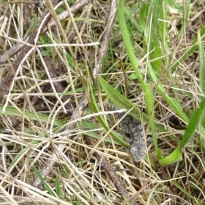 Amphibolurus muricatus at Coree, ACT - 31 Mar 2022