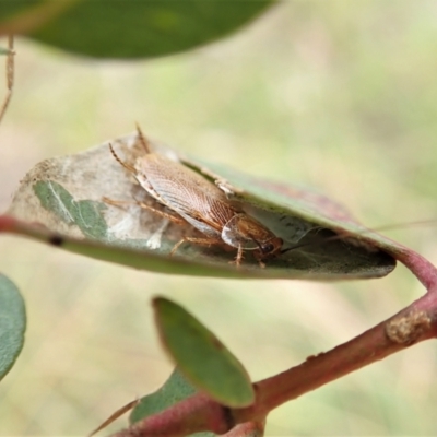 Balta spuria (A Balta Cockroach) at Mount Painter - 26 Mar 2022 by CathB