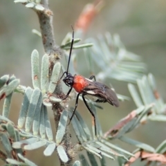 Trilaccus mimeticus (Braconid-mimic plant bug) at Cook, ACT - 26 Mar 2022 by CathB