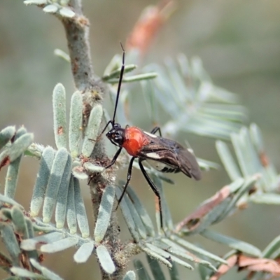 Trilaccus mimeticus (Braconid-mimic plant bug) at Mount Painter - 26 Mar 2022 by CathB