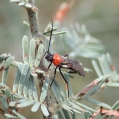 Rayieria basifer (Braconid-mimic plant bug) at Cook, ACT - 26 Mar 2022 by CathB
