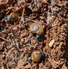 Unidentified Snail or Slug (Gastropoda) (TBC) at Gateway Island, VIC - 31 Mar 2022 by ChrisAllen