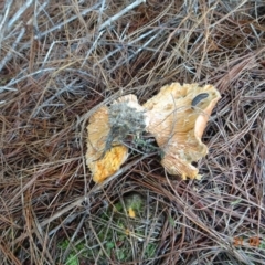 Lactarius deliciosus (Saffron Milkcap) at Coree, ACT - 31 Mar 2022 by GirtsO