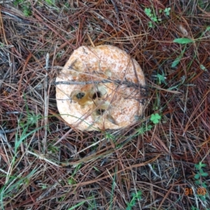 Lactarius deliciosus at Coree, ACT - 31 Mar 2022 11:47 AM