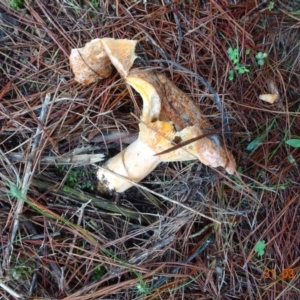 Lactarius deliciosus at Coree, ACT - 31 Mar 2022