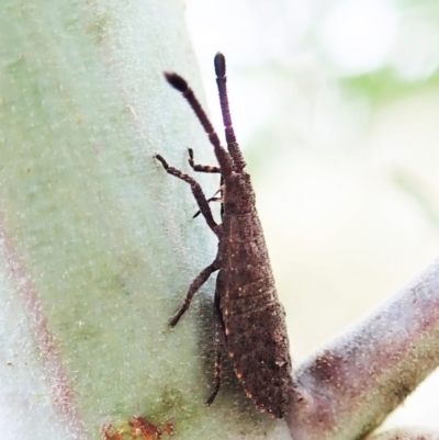 Agriopocoris sp. (genus) (Coreid bug) at Cook, ACT - 26 Mar 2022 by CathB