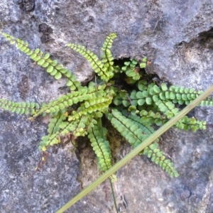 Asplenium trichomanes at Yarrangobilly, NSW - 31 Mar 2022