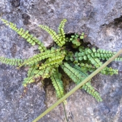 Asplenium trichomanes (Common Spleenwort) at Yarrangobilly, NSW - 31 Mar 2022 by mahargiani