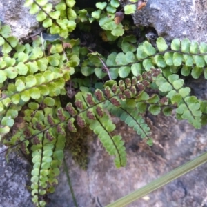 Asplenium trichomanes at Yarrangobilly, NSW - 31 Mar 2022