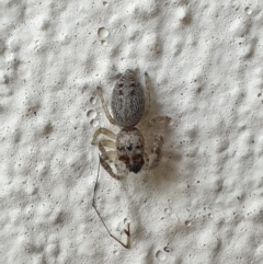 Opisthoncus sp. (genus) (Unidentified Opisthoncus jumping spider) at Turner, ACT - 31 Mar 2022 by LD12