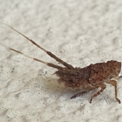 Fulgoroidea (superfamily) (Unidentified fulgoroid planthopper) at Turner, ACT - 31 Mar 2022 by LD12