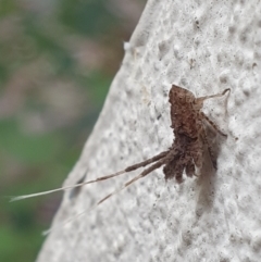 Fulgoroidea sp. (superfamily) at Turner, ACT - 31 Mar 2022