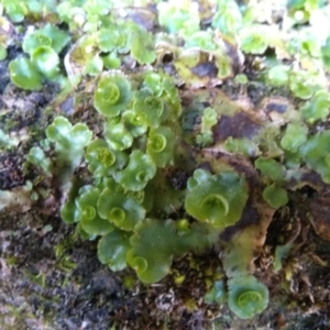 Lunularia cruciata at Yarrangobilly, NSW - 31 Mar 2022 12:31 PM