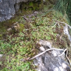 Lunularia cruciata at Yarrangobilly, NSW - 31 Mar 2022 12:31 PM