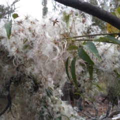 Clematis aristata (Mountain Clematis) at Yarrangobilly, NSW - 31 Mar 2022 by mahargiani