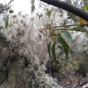 Clematis aristata at Yarrangobilly, NSW - 31 Mar 2022