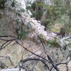 Clematis aristata at Yarrangobilly, NSW - 31 Mar 2022 11:50 AM