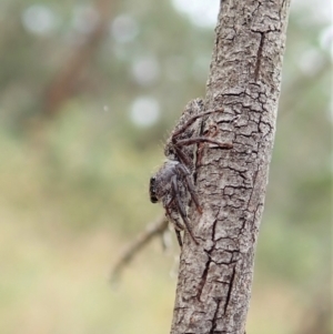 Cytaea severa at Cook, ACT - 26 Mar 2022 04:23 PM