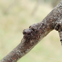 Cytaea severa at Cook, ACT - 26 Mar 2022 04:23 PM