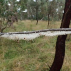 Cytaea severa at Cook, ACT - 26 Mar 2022 04:23 PM