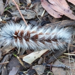 Anthela varia (Hairy Mary) at Chapman, ACT - 18 Mar 2022 by SWishart