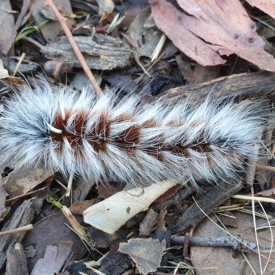 Anthela varia (Hairy Mary) at Chapman, ACT - 17 Mar 2022 by SWishart