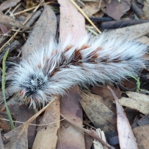 Anthela varia at Chapman, ACT - 18 Mar 2022 10:27 AM