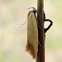 Phauloplana illuta (A concealer moth) at Molonglo Valley, ACT - 27 Mar 2022 by CathB