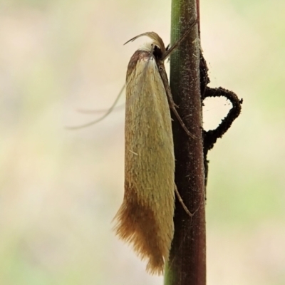 Phauloplana illuta (Wingia Group) at Molonglo Valley, ACT - 27 Mar 2022 by CathB