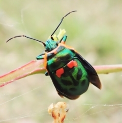 Scutiphora pedicellata (Metallic Jewel Bug) at Molonglo Valley, ACT - 27 Mar 2022 by CathB