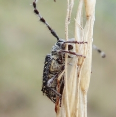 Ancita australis (Longicorn or longhorn beetle) at Aranda Bushland - 27 Mar 2022 by CathB